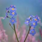 USA, Washington State, Seabeck. Forget-me-not blossoms close-up. Art Print